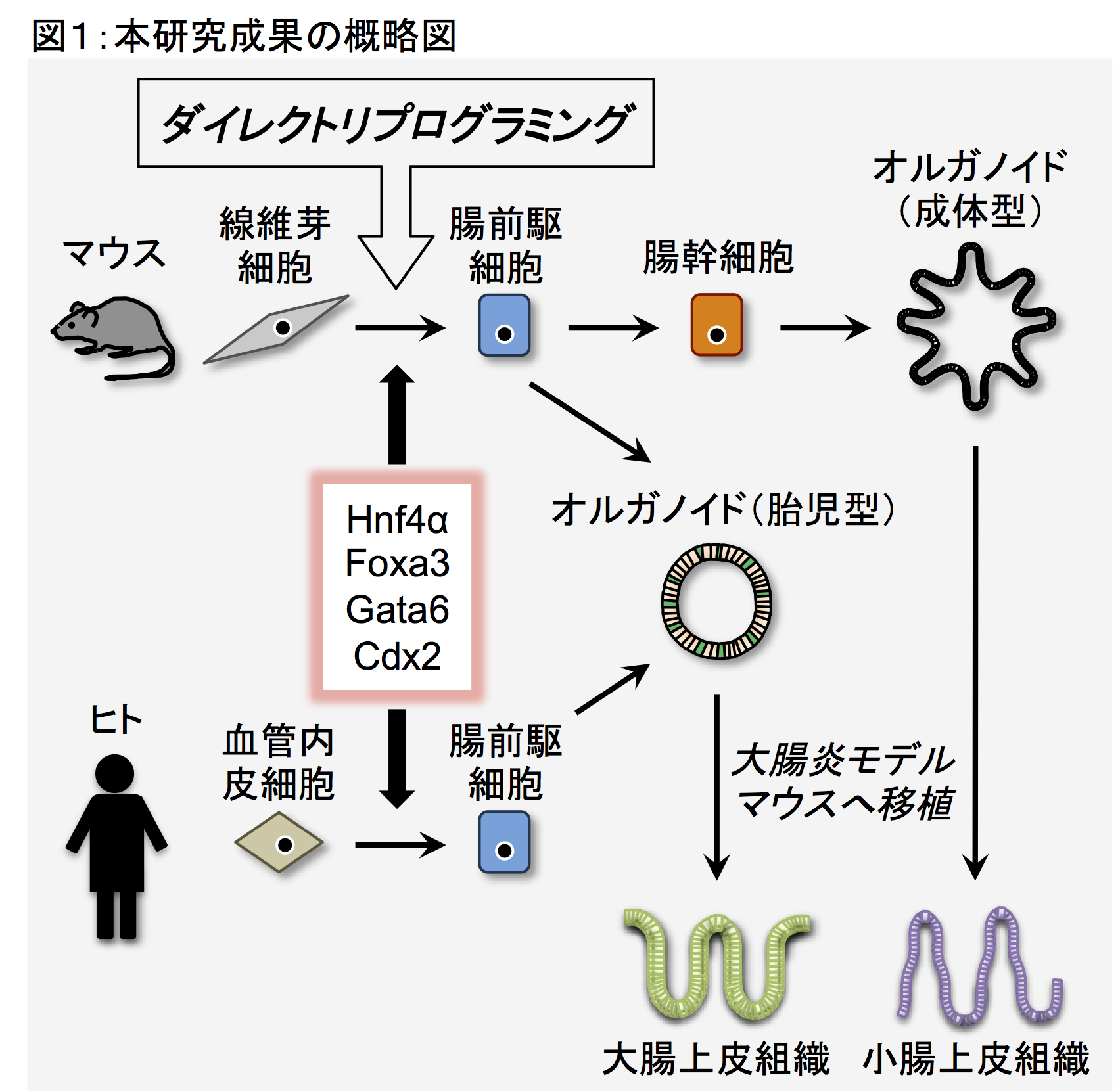 世界初、ダイレクトリプログラミングによるマウス及びヒト腸前駆細胞の